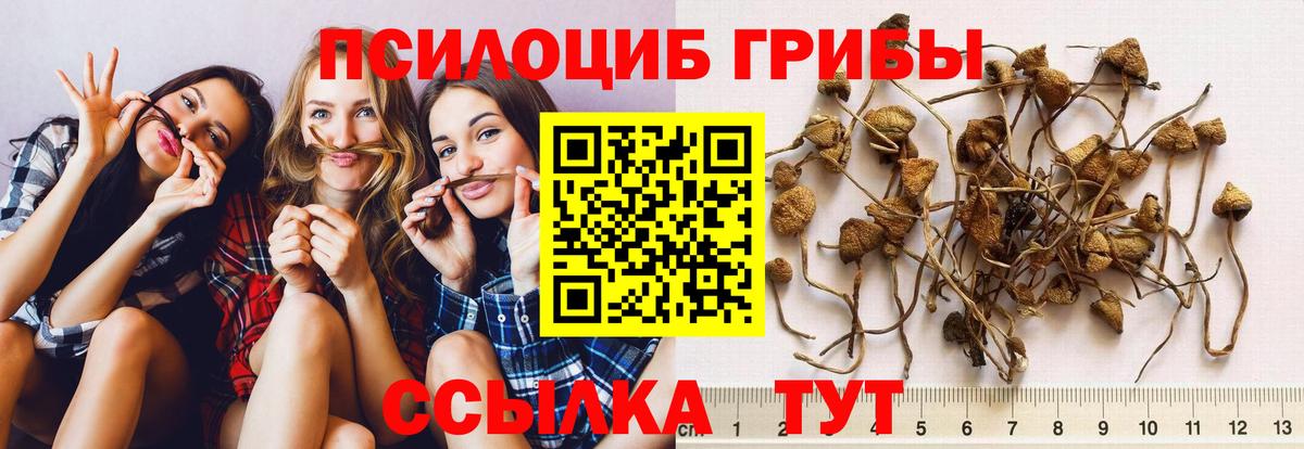 Псилоцибиновые грибы Cubensis Набережные Челны